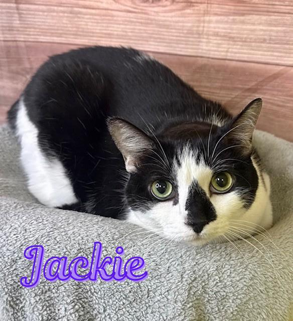 Enlarge Jackie, a ADOPTABLE Domestic Short Hair in Comfort, TX image 1/1