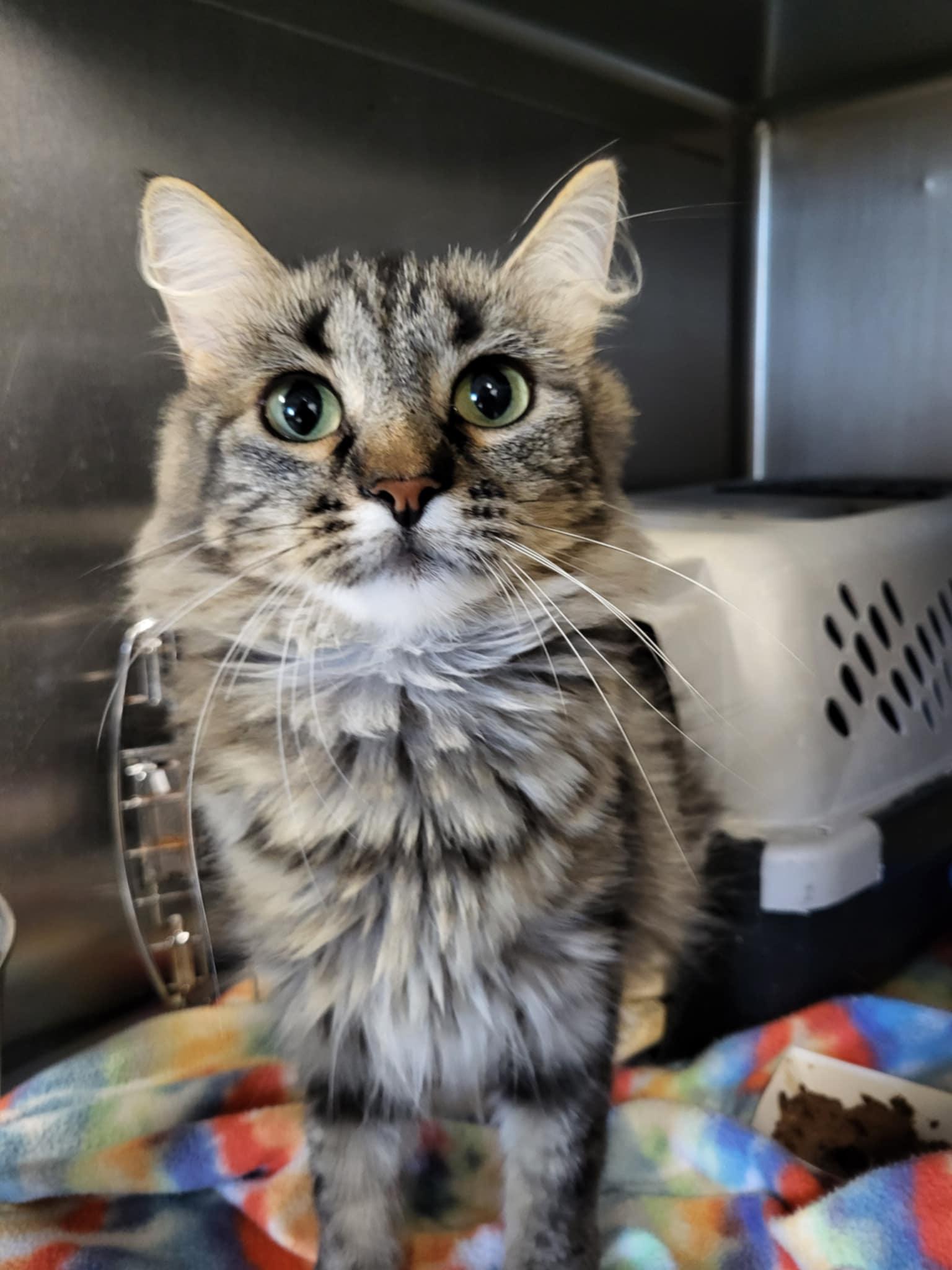 Enlarge Queenie, a Adopted Domestic Medium Hair in Detroit Lakes, MN image 1/3