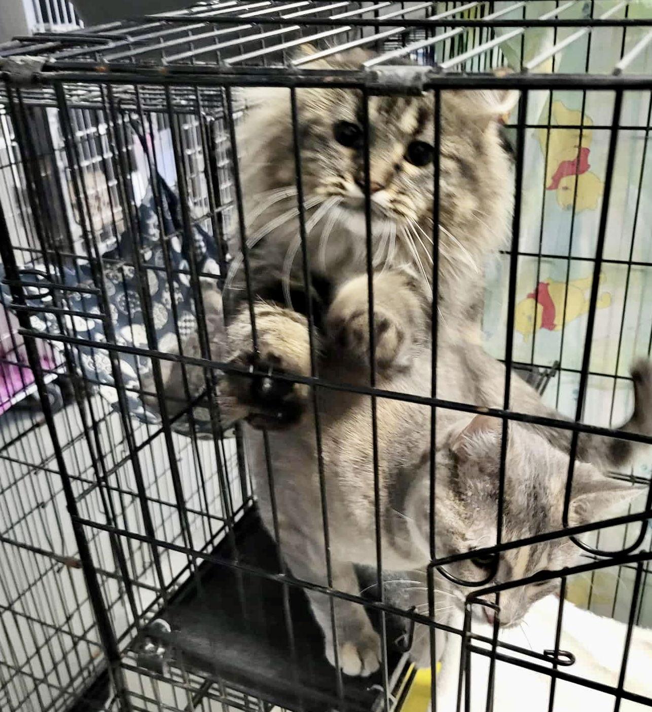 Enlarge Queenie, a Adopted Domestic Medium Hair in Detroit Lakes, MN image 2/3