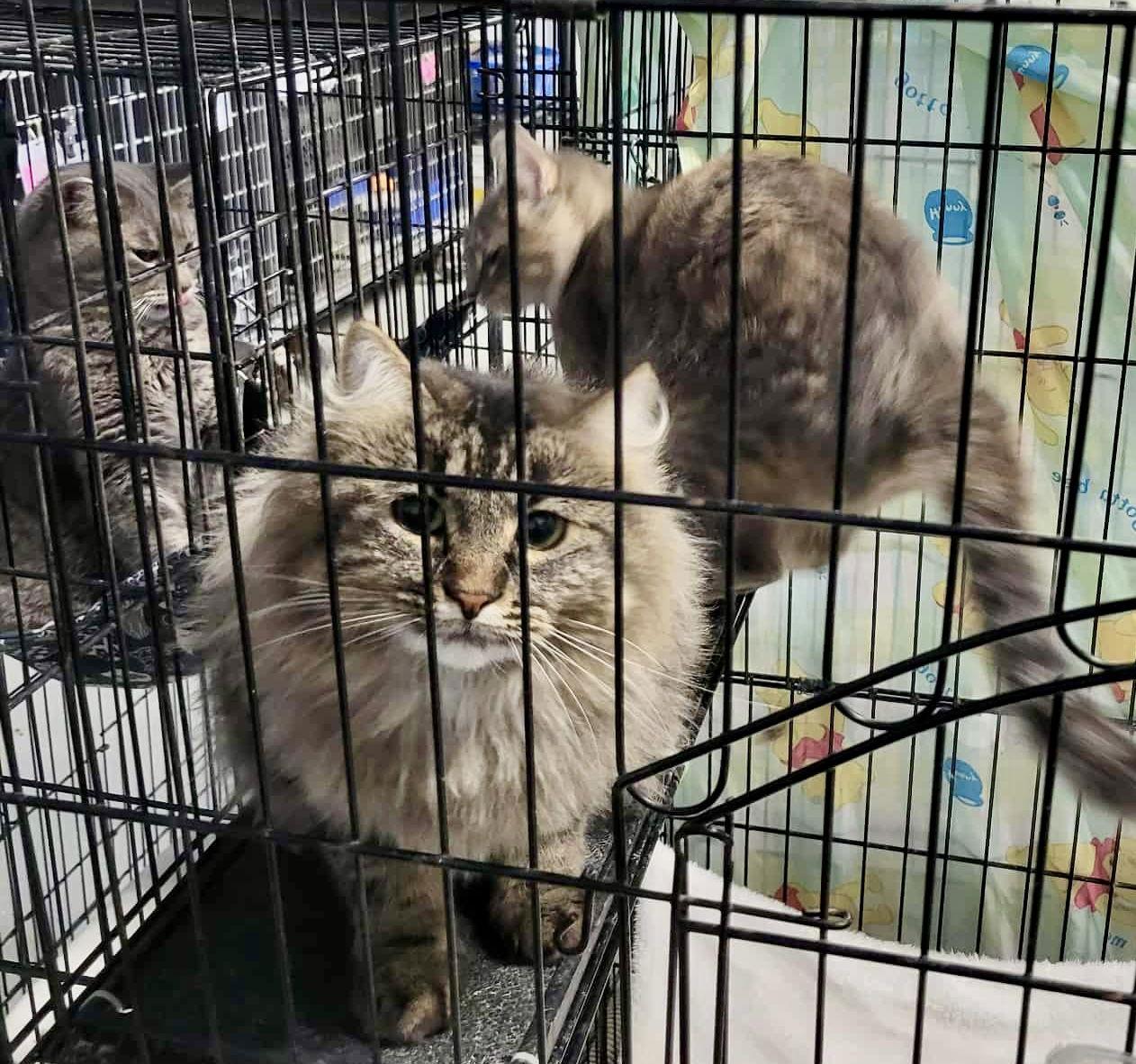 Enlarge Queenie, a Adopted Domestic Medium Hair in Detroit Lakes, MN image 3/3