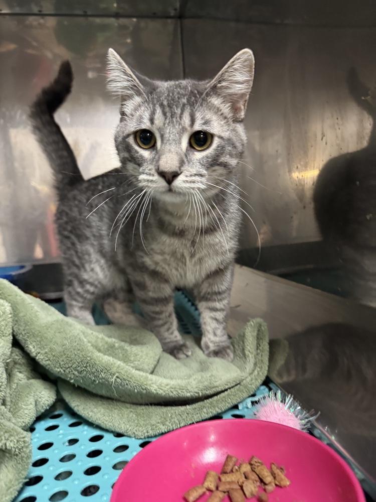 Lamar, a ADOPTABLE Domestic Short Hair in Blair, NE image 2/3