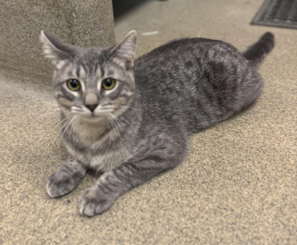 Lamar, a ADOPTABLE Domestic Short Hair in Blair, NE image 3/3