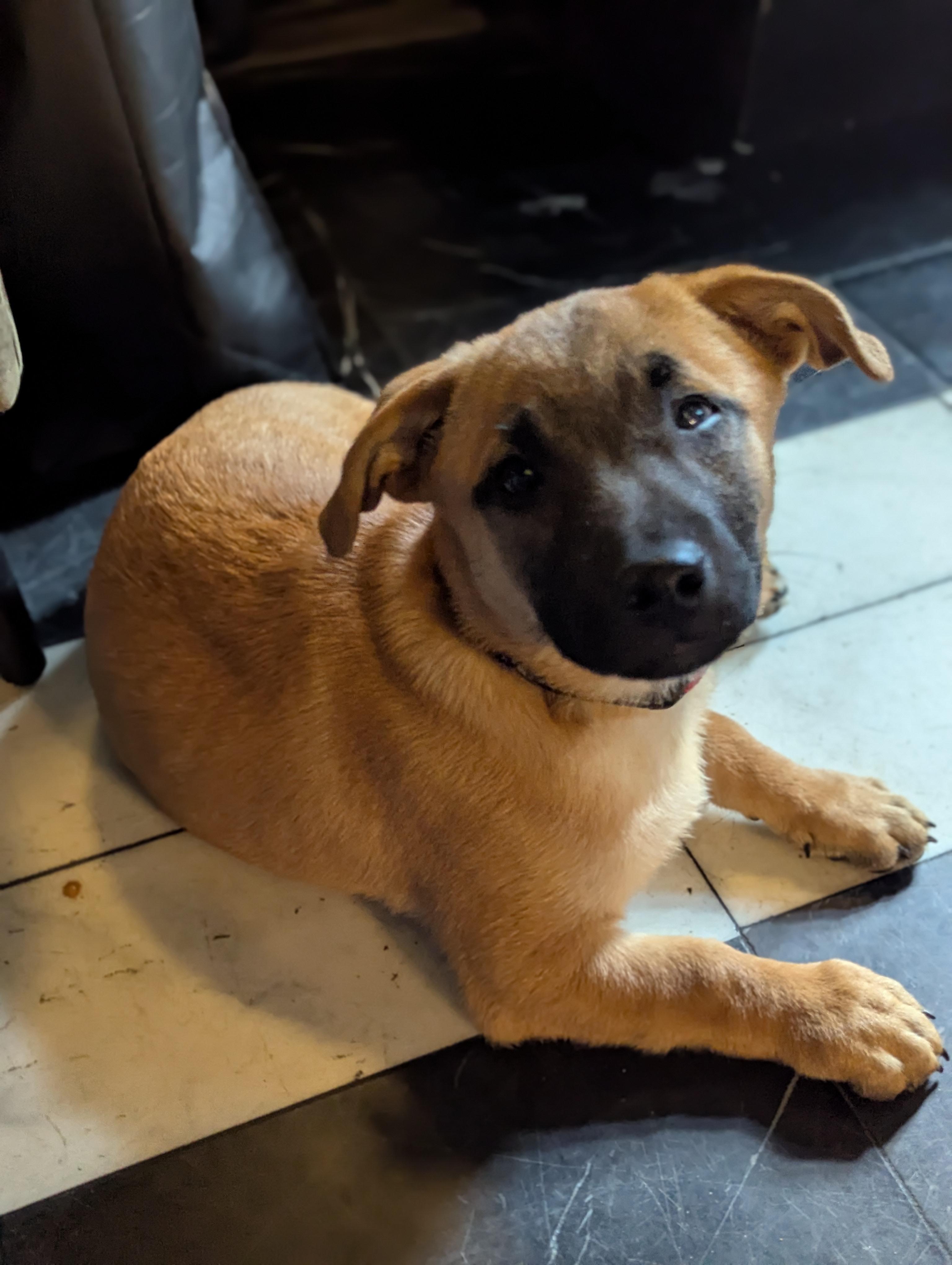 Pee wee, a Adoptable Chihuahua in Ozone Park, NY image 2/5