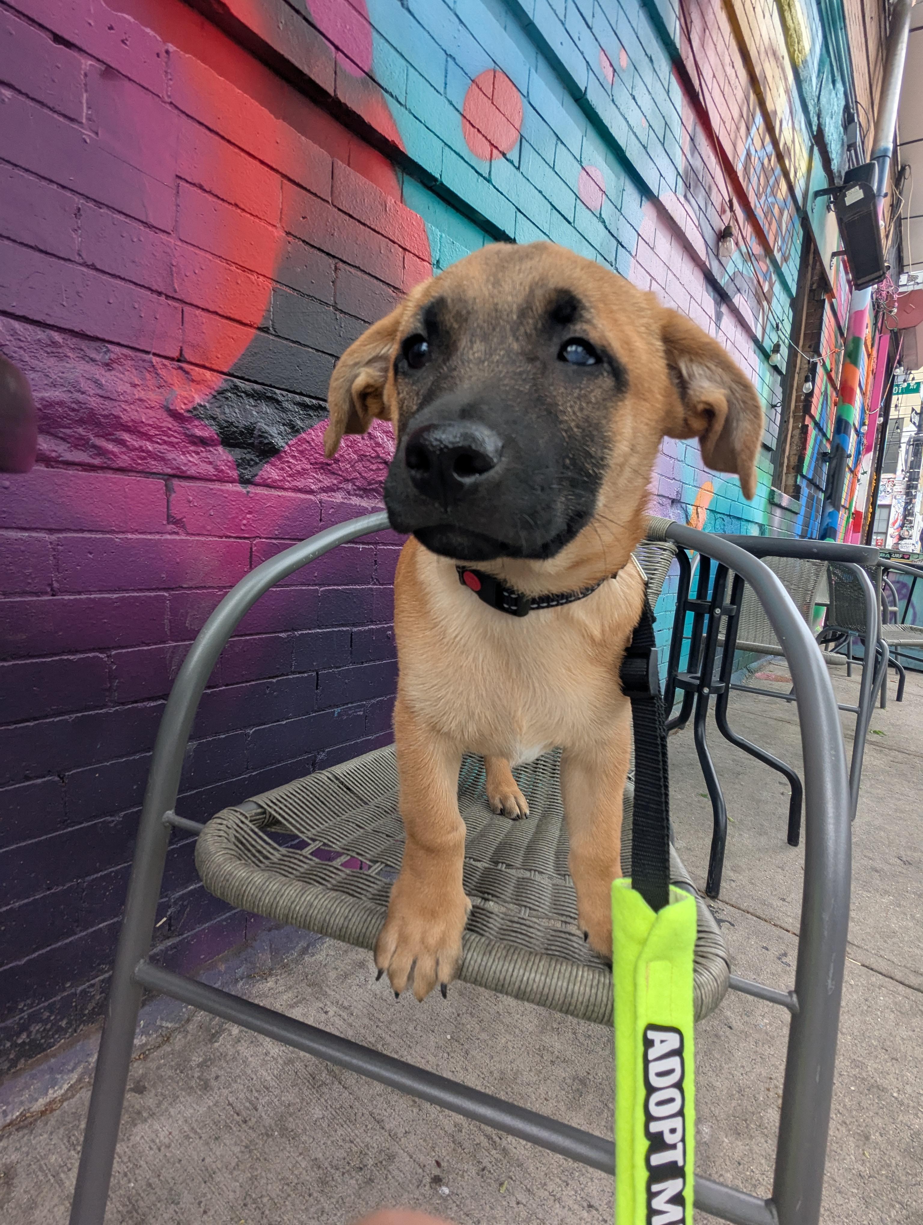 Pee wee, Adoptable, Puppy Male Chihuahua.