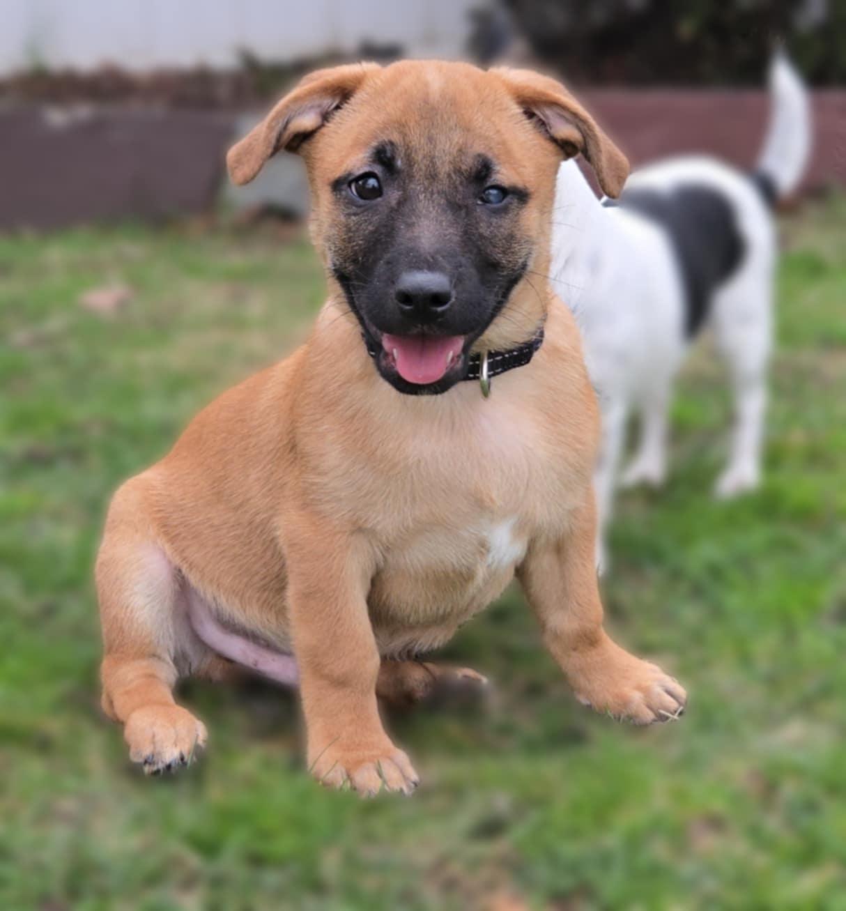 Pee wee, a Adoptable Chihuahua in Ozone Park, NY image 3/5