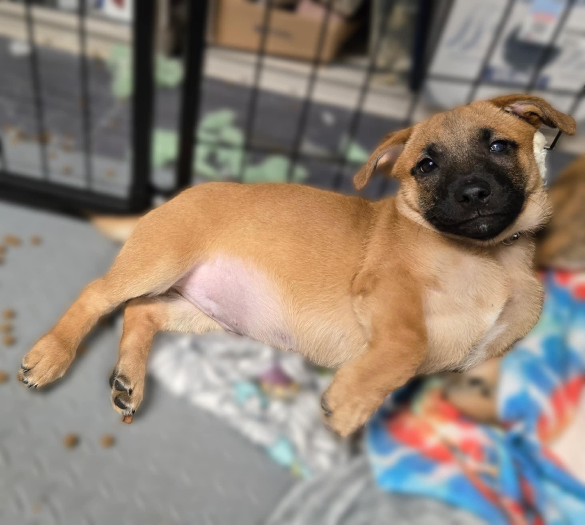 Pee wee, a Adoptable Chihuahua in Ozone Park, NY image 4/5