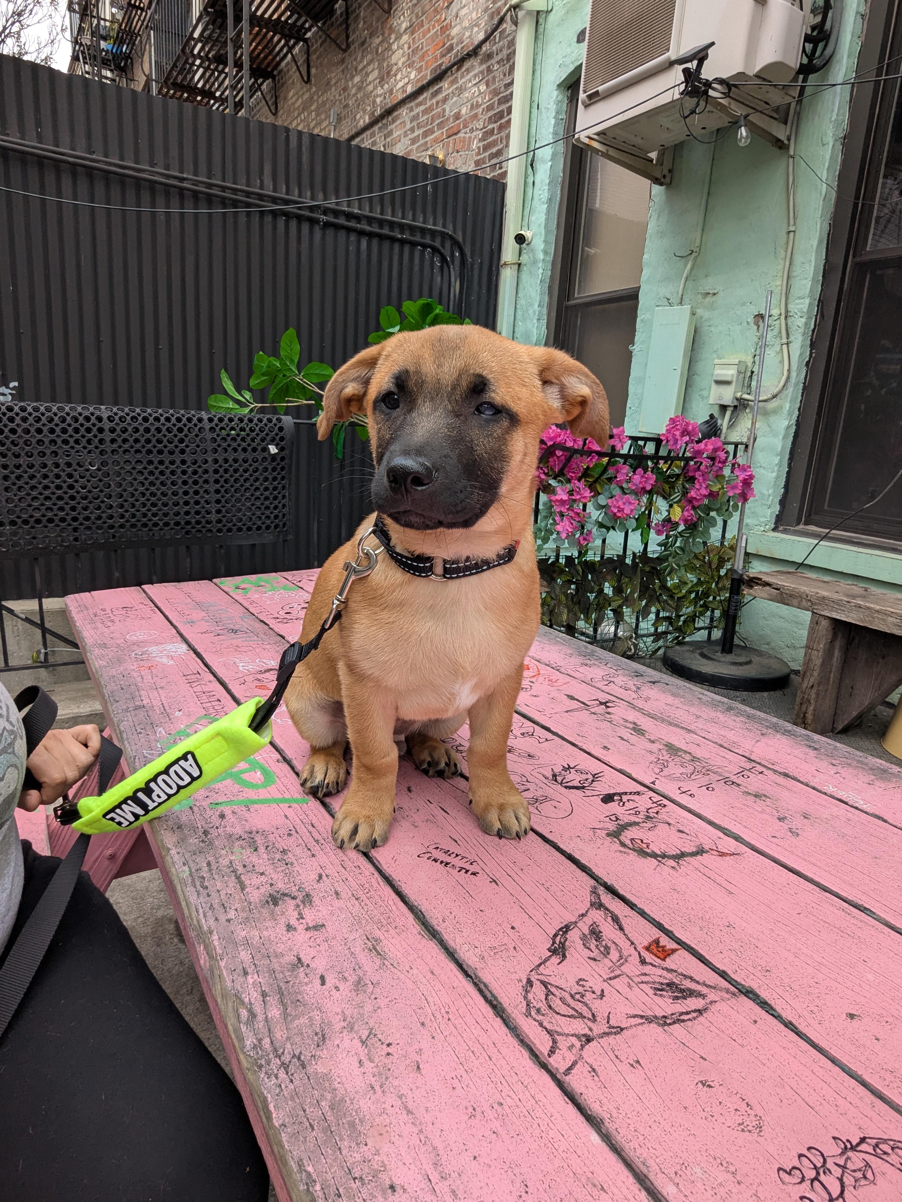 Pee wee, a Adoptable Chihuahua in Ozone Park, NY image 5/5