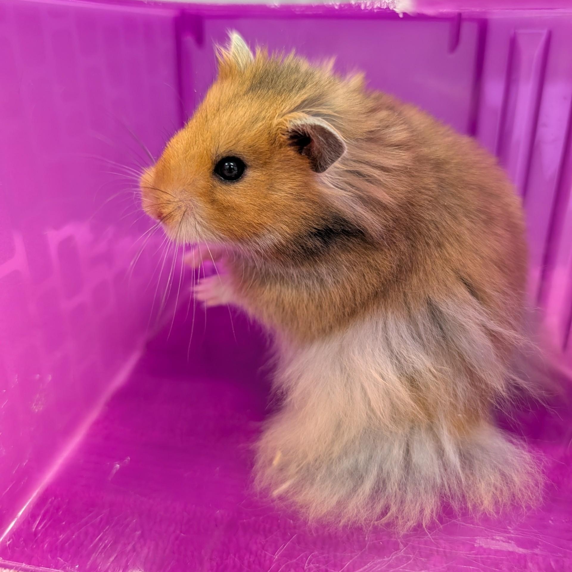 Tom Tom, Adoptable, Adult Male Hamster.