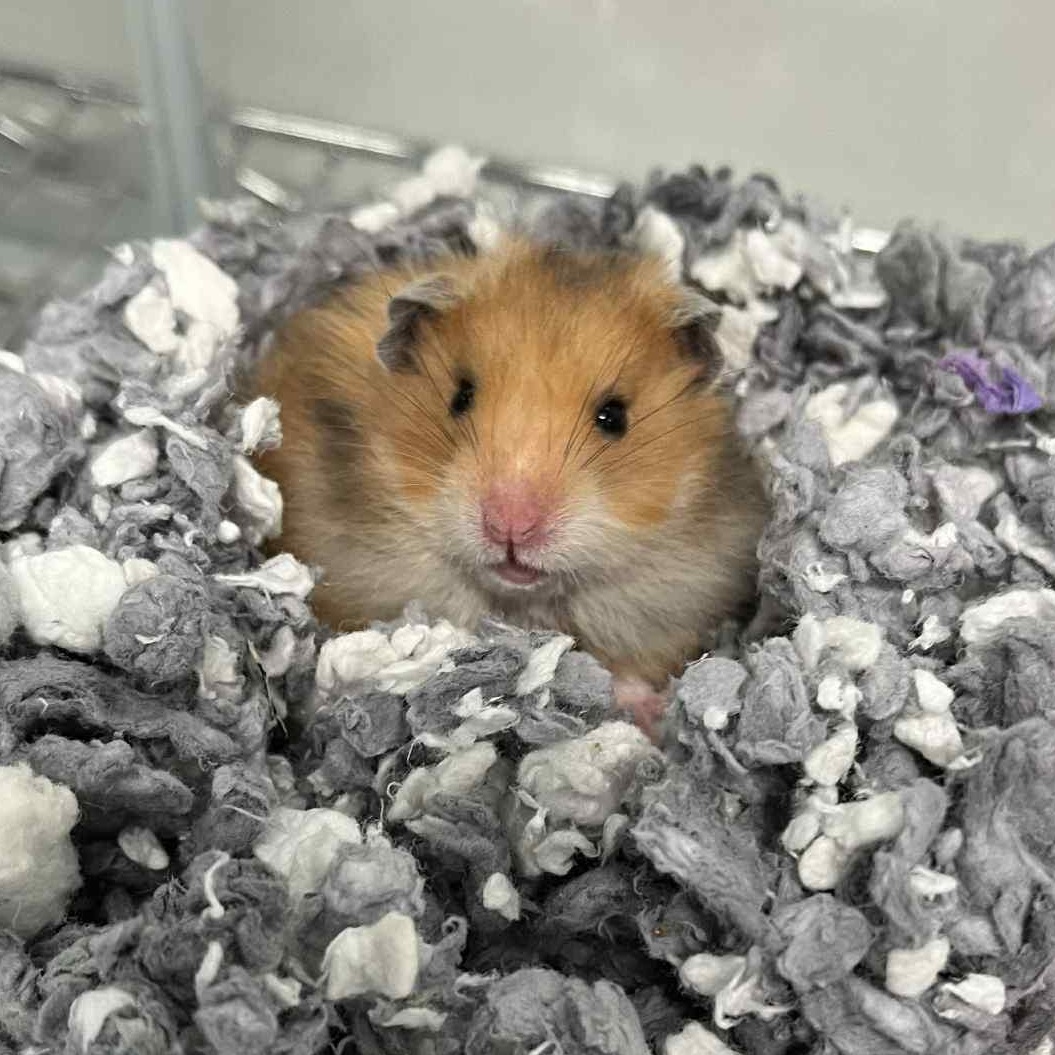 Tom Tom, a Adoptable Hamster in Onalaska, WI image 4/4