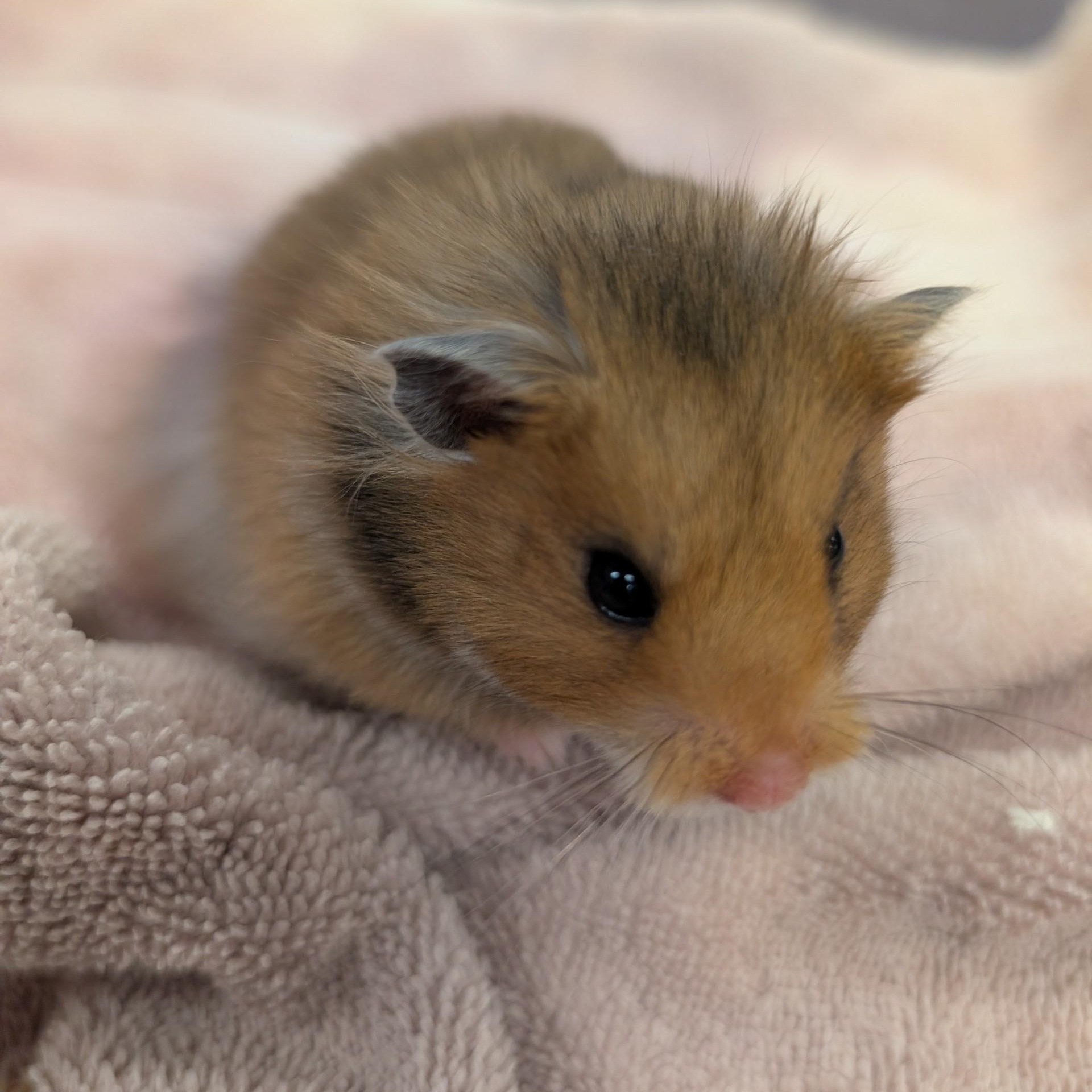 Tom Tom, a Adoptable Hamster in Onalaska, WI image 2/4