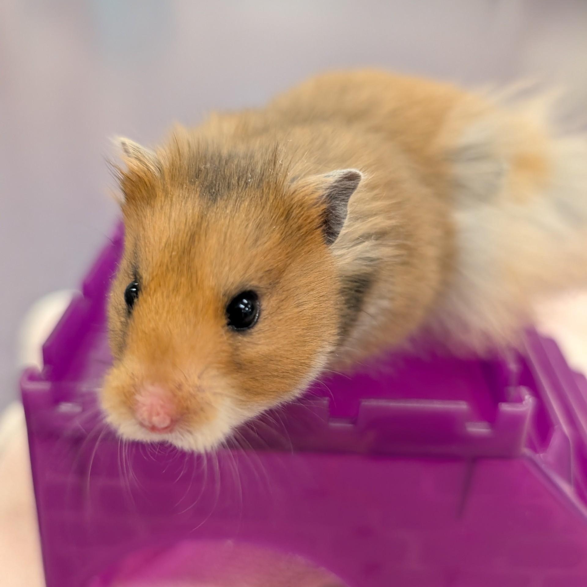 Tom Tom, a Adoptable Hamster in Onalaska, WI image 3/4