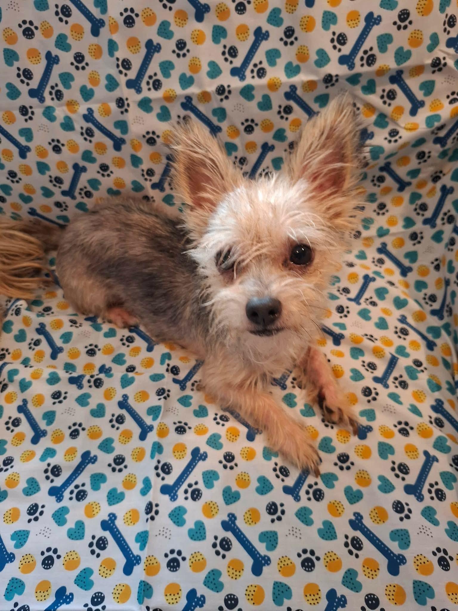Enlarge Booger, a Adoptable Rat Terrier in Manalapan, NJ image 2/2