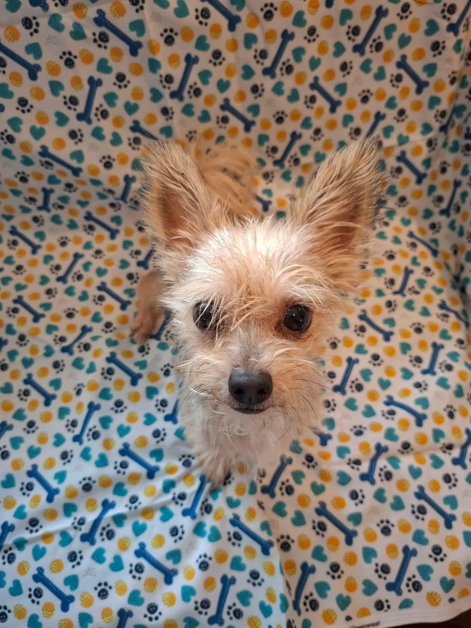 Booger, Adoptable, Young Female Rat Terrier.