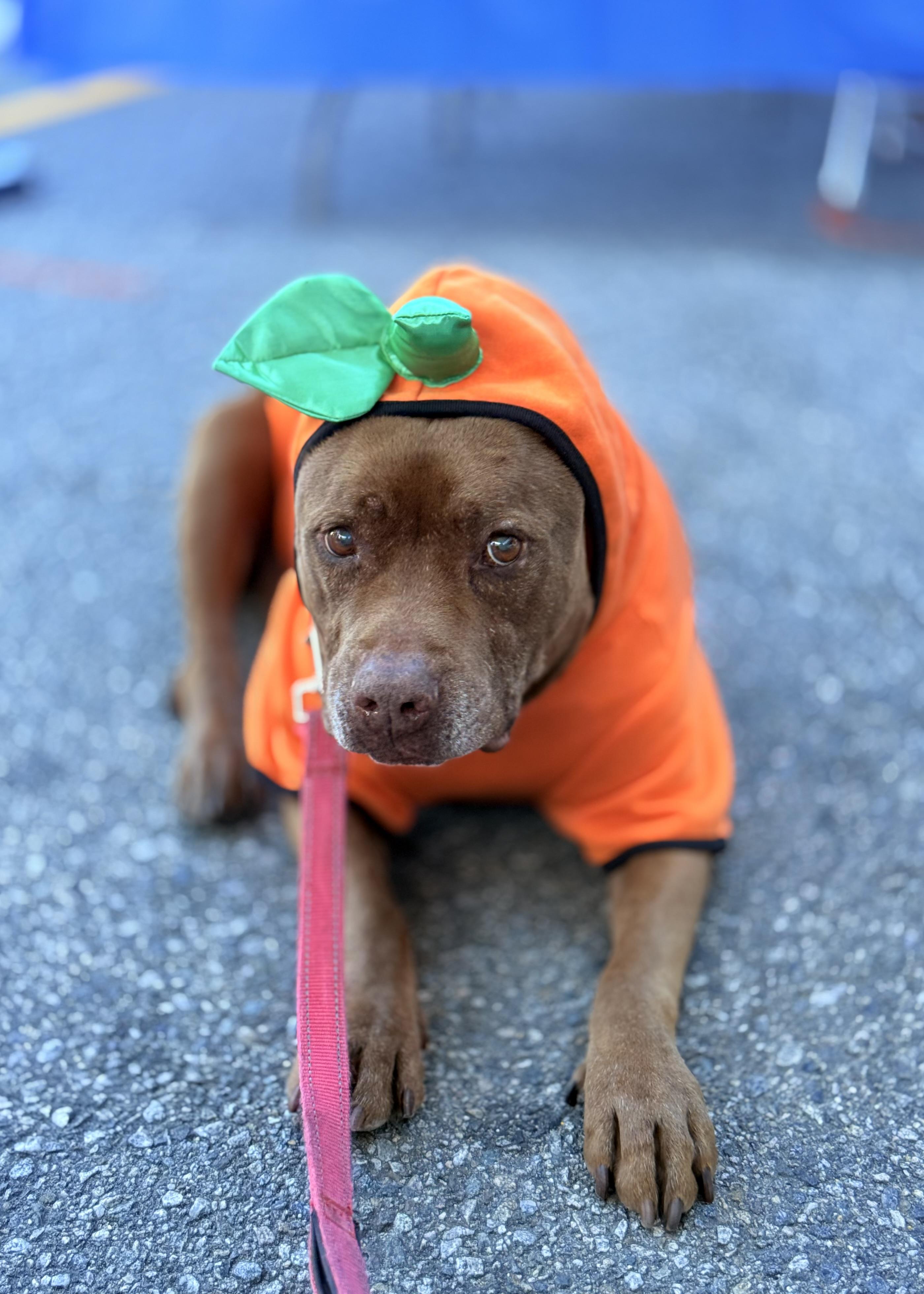 Brad Pitt, Adoptable, Adult Male Pit Bull Terrier.