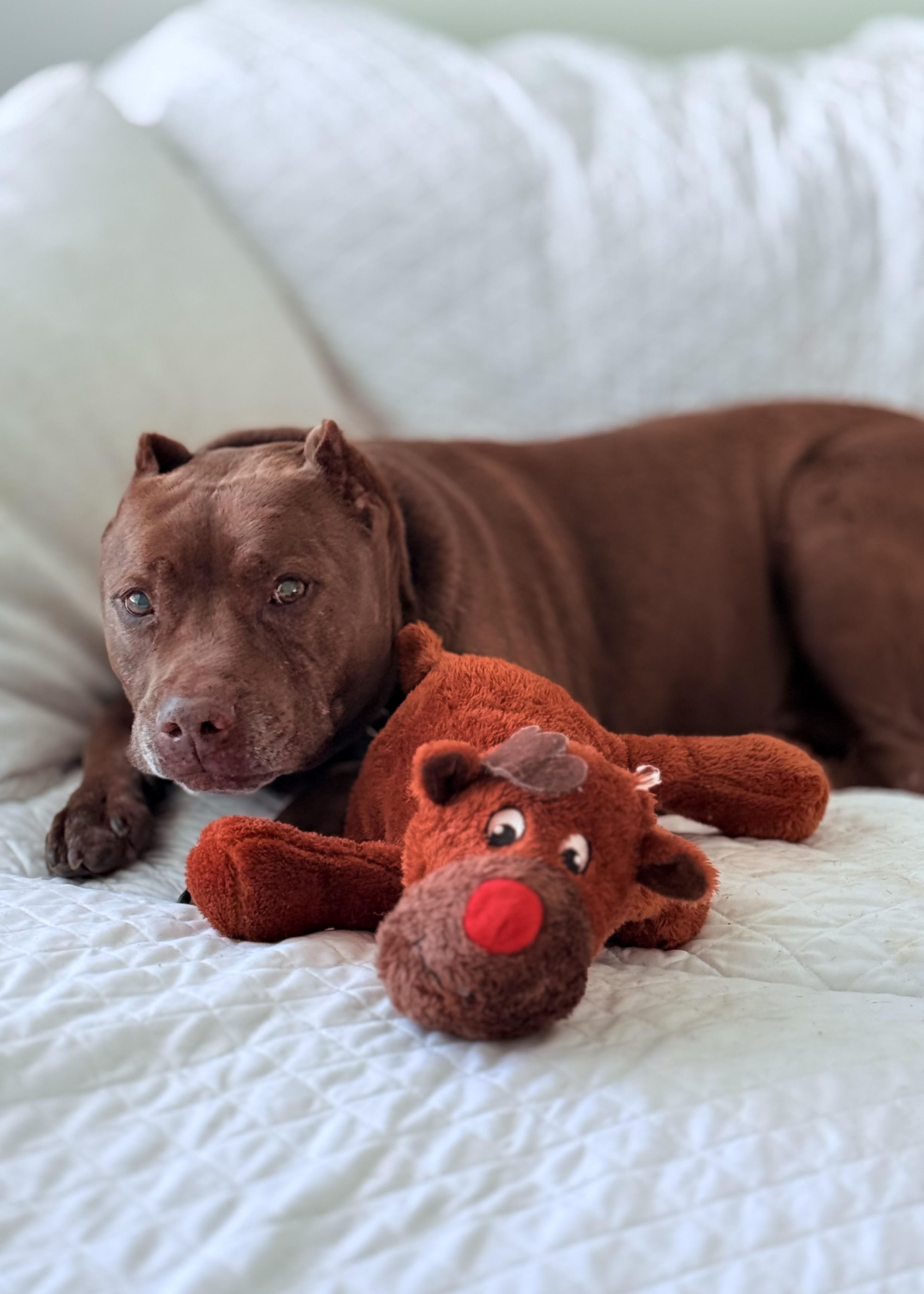 Brad Pitt, a Adoptable Pit Bull Terrier in Thousand Oaks, CA image 4/6