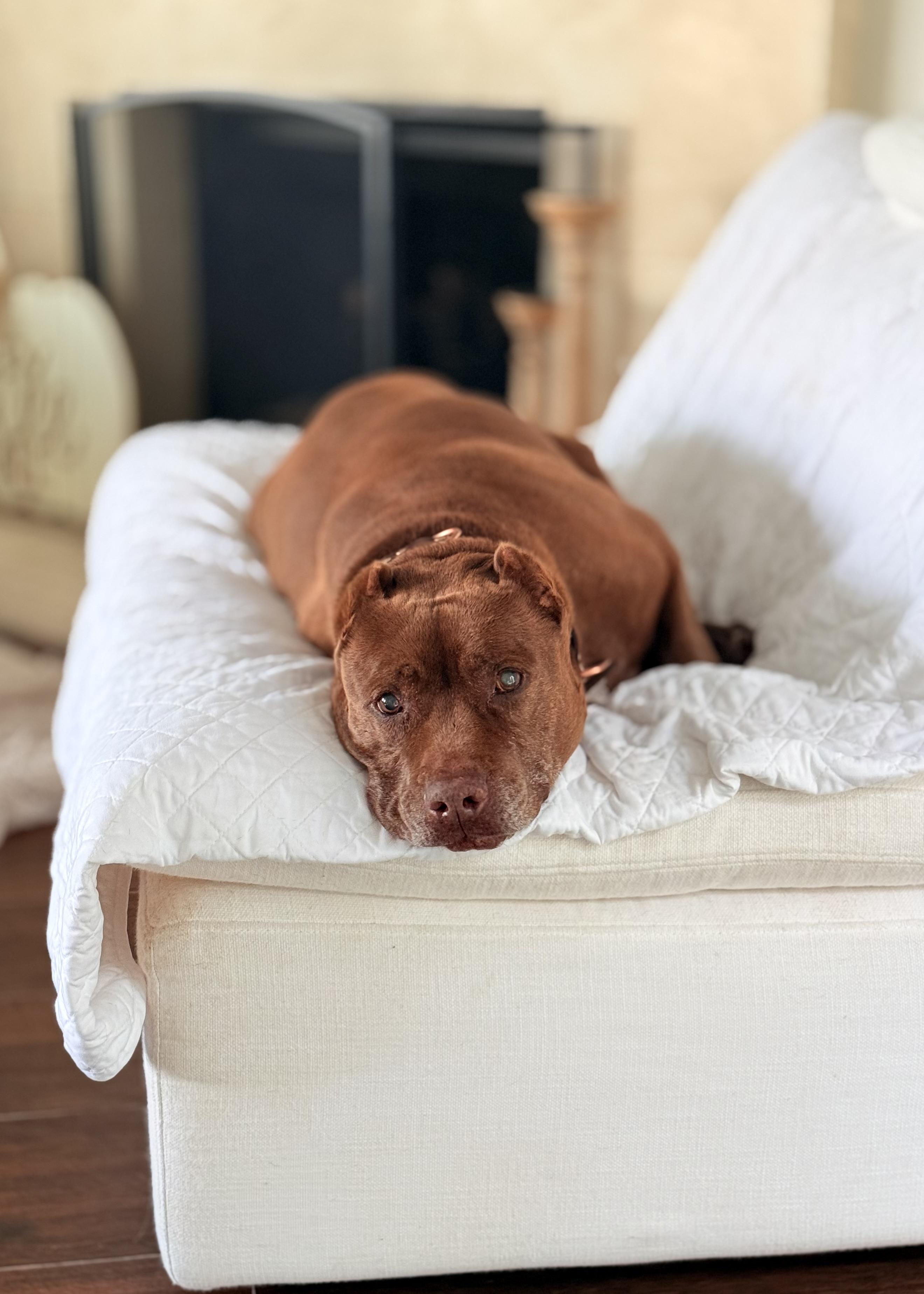 Brad Pitt, a Adoptable Pit Bull Terrier in Thousand Oaks, CA image 2/6