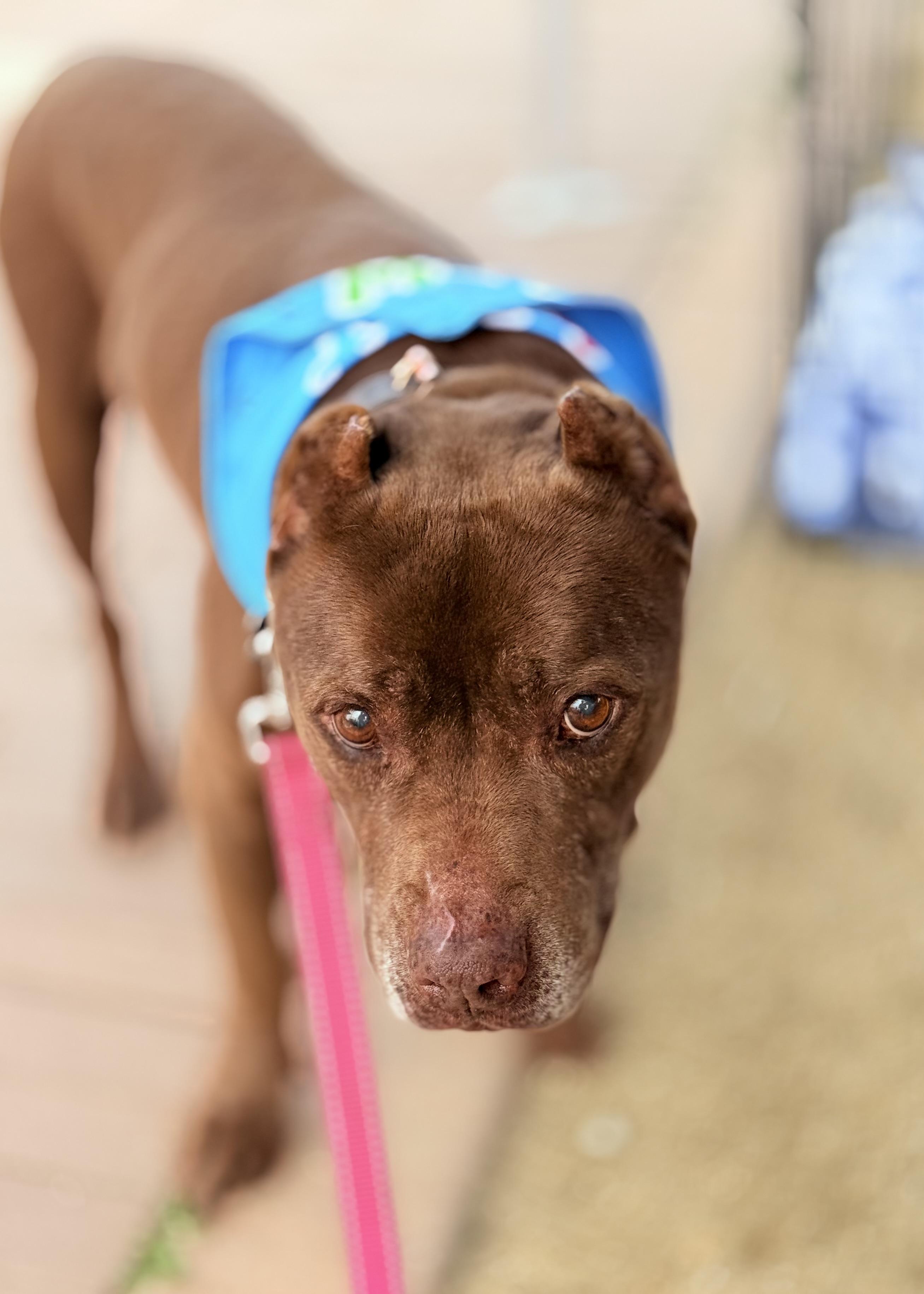 Enlarge Brad Pitt, an adopted Pit Bull Terrier in Thousand Oaks, CA image 2/6