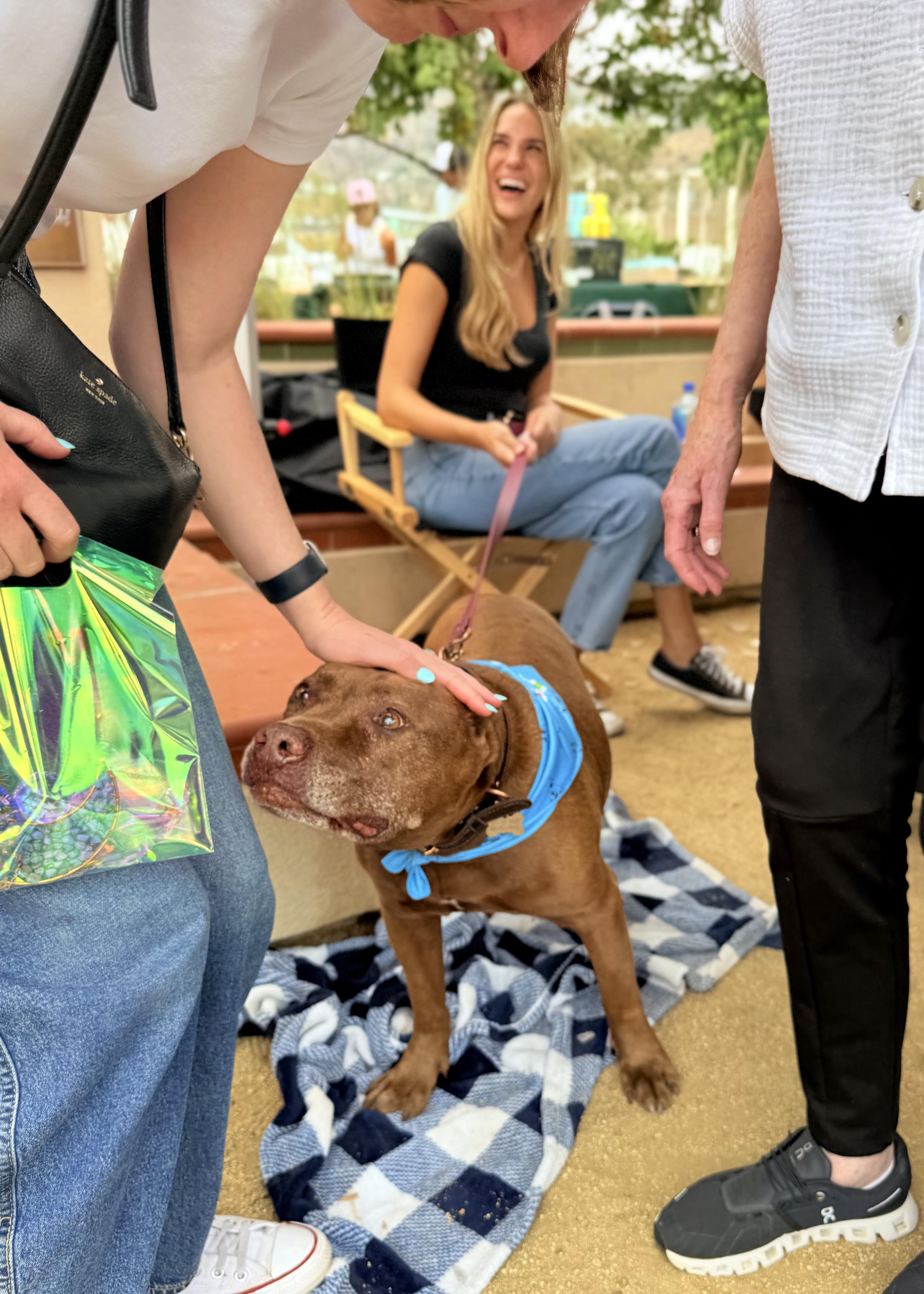 Brad Pitt, a Adoptable Pit Bull Terrier in Thousand Oaks, CA image 3/6