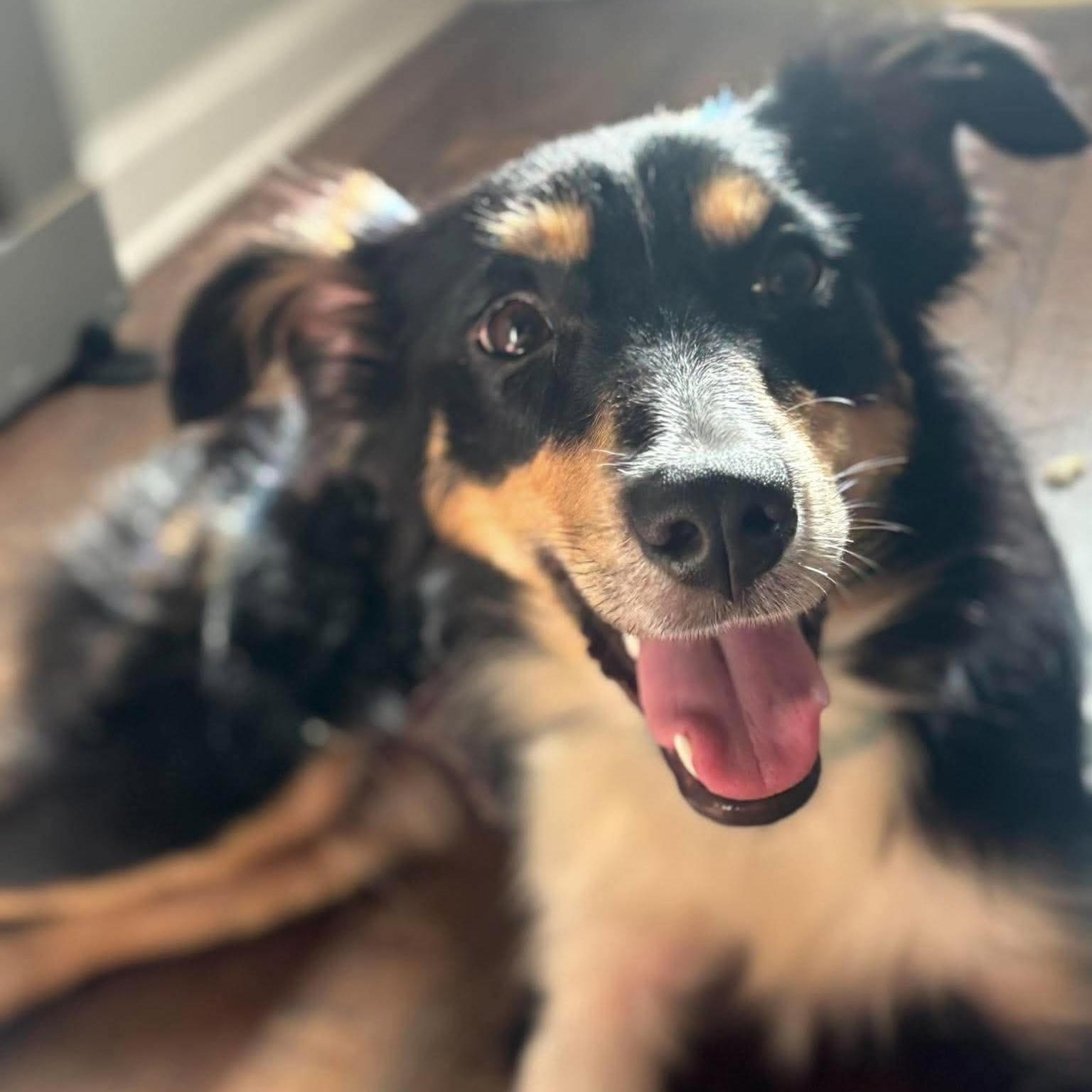 Meleys (20260823-01), adopted, Puppy Female Australian Shepherd.