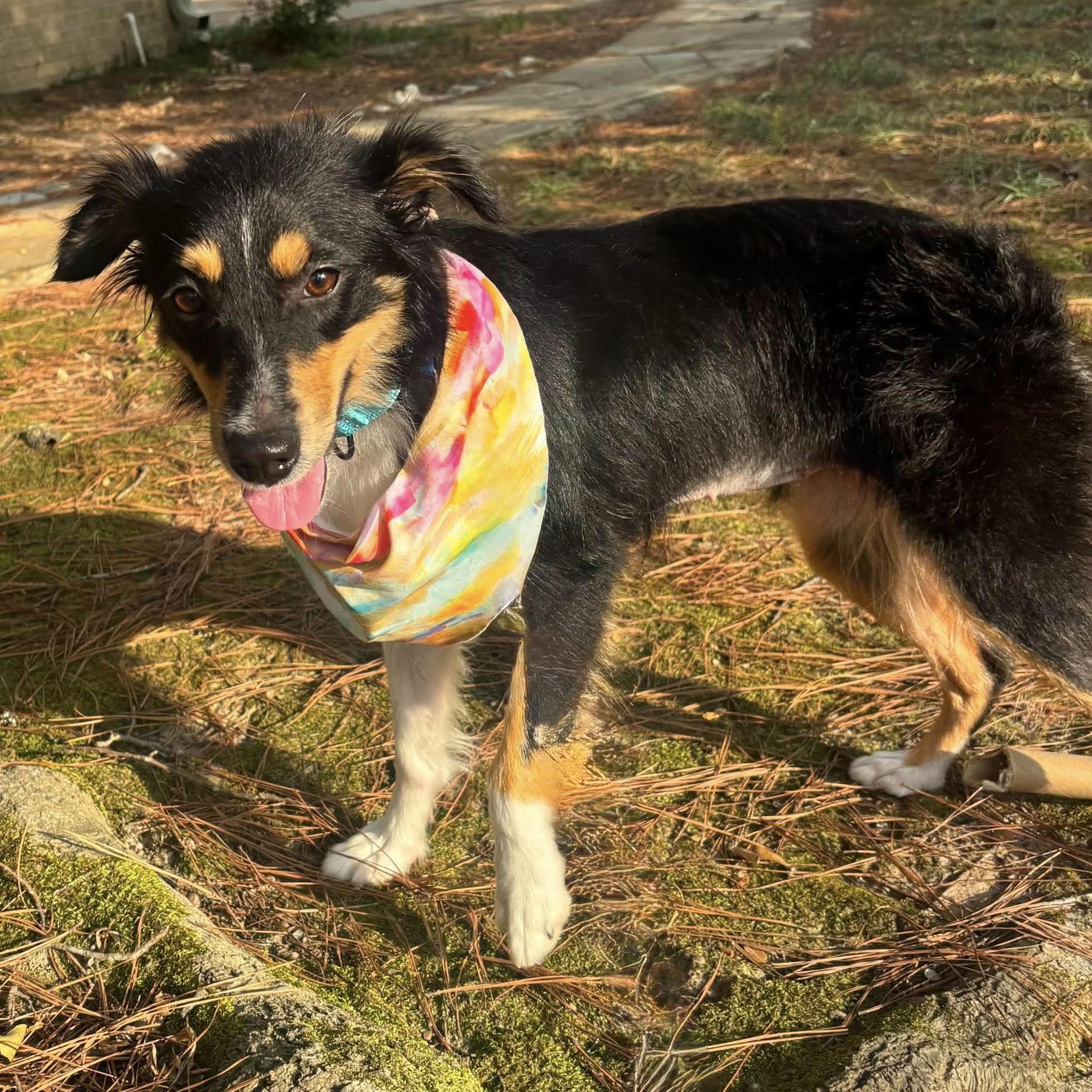 Meleys (20260823-01), an adopted mixed breed in Niagara on the Lake, ON image 2/5