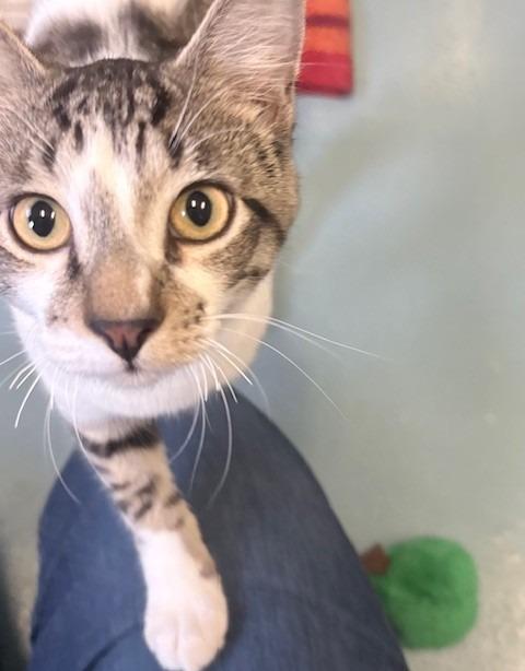 Trooper, Adoptable, Young Male Domestic Short Hair.