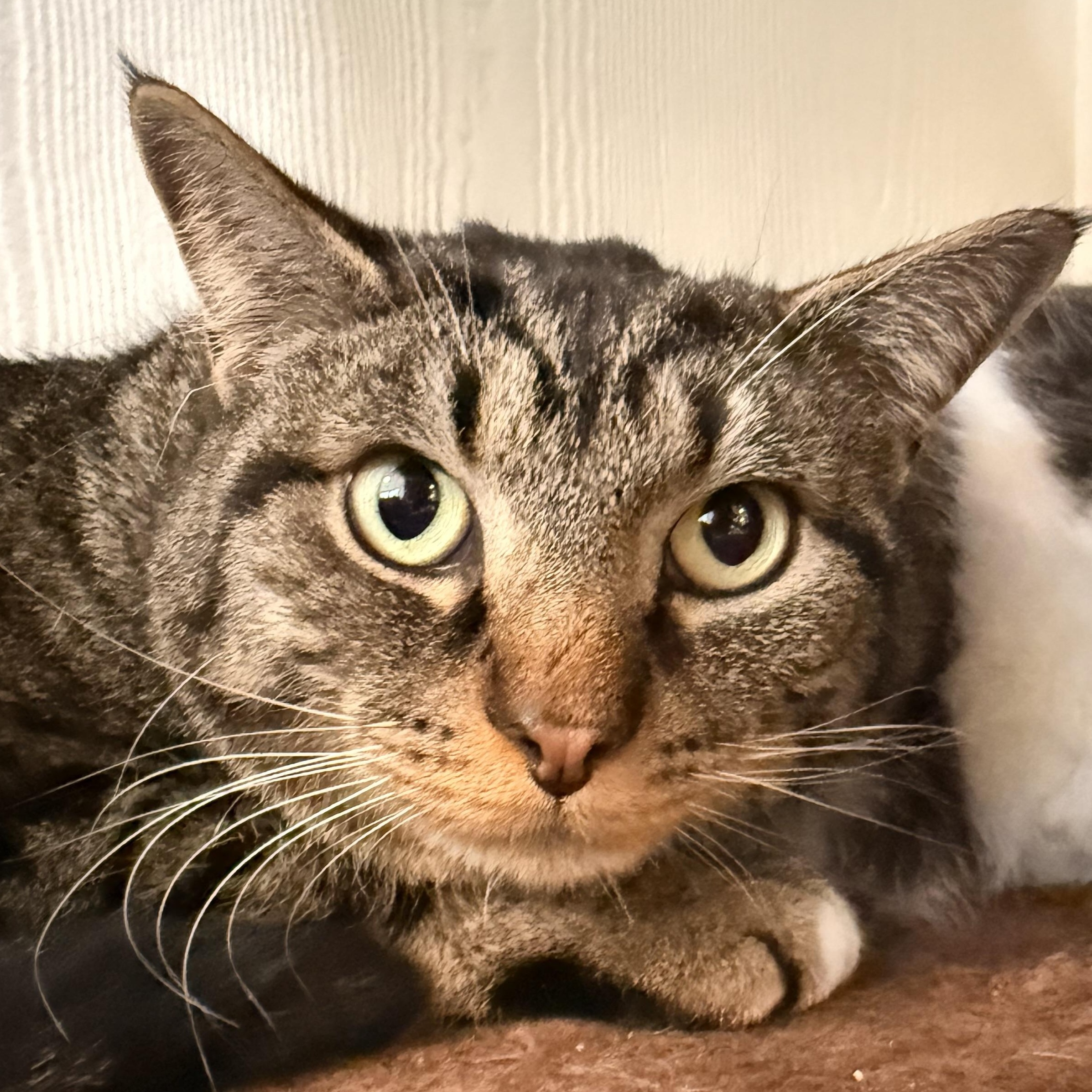 Cupid, adoptable, Adult Male Domestic Short Hair.