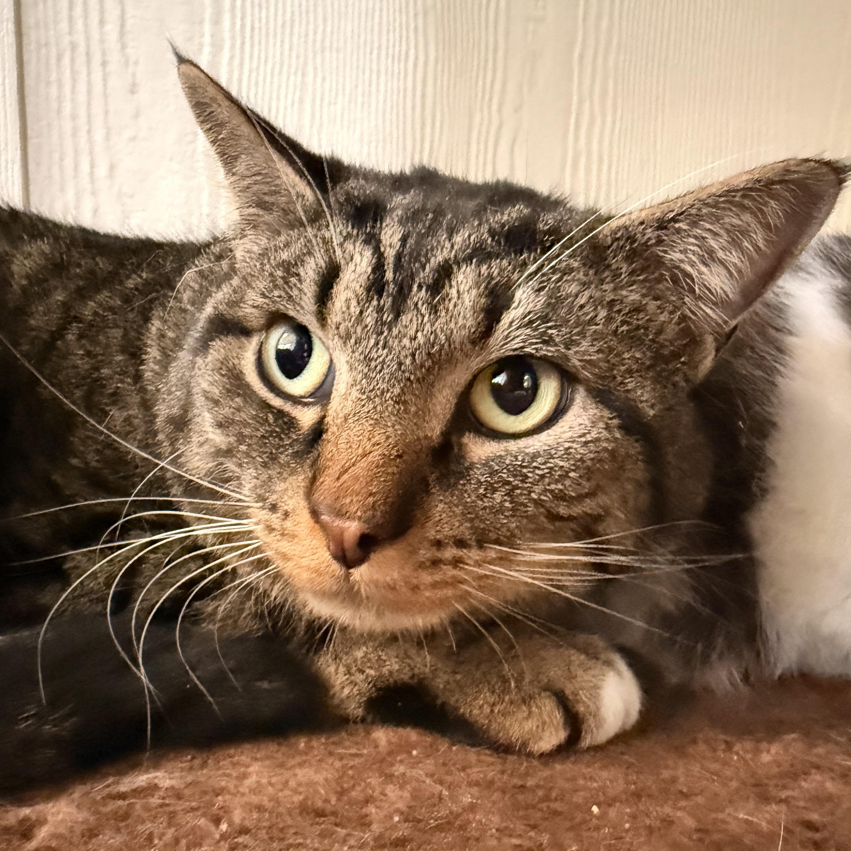 Enlarge Cupid, an adoptable Domestic Short Hair in Latrobe, PA image 2/3
