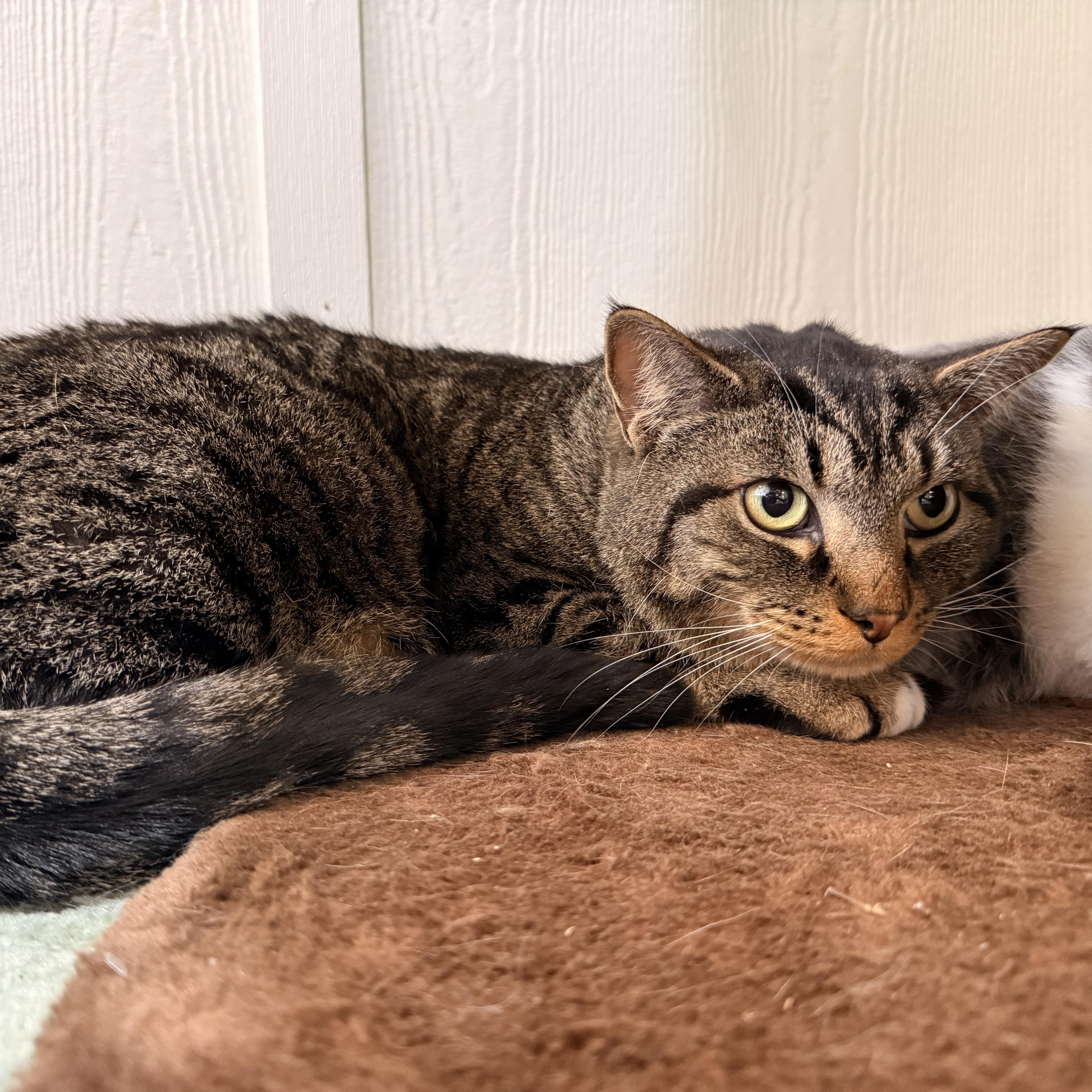 Enlarge Cupid, an adoptable Domestic Short Hair in Latrobe, PA image 3/3