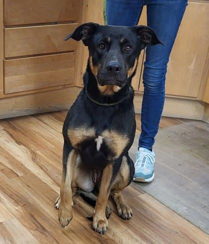Ari, Adoptable, Adult Female Rottweiler.