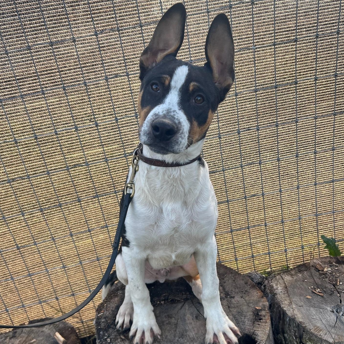 Enlarge Blade, a Adoptable mixed breed in Boise, ID image 6/6
