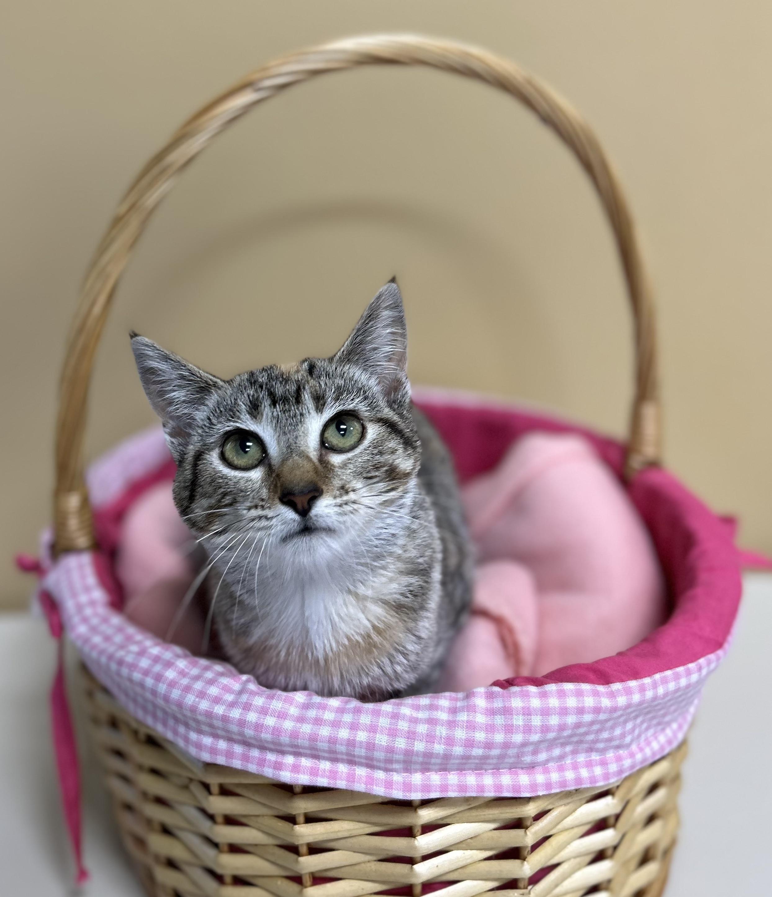 Roller, Adoptable, Young Female Domestic Short Hair.