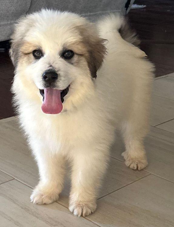 Enlarge Hawk, an adopted Great Pyrenees in Larkspur, CO image 2/3