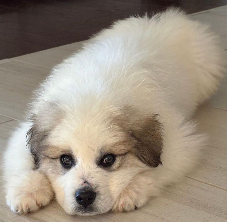 Hawk, adopted, Puppy Male Great Pyrenees.