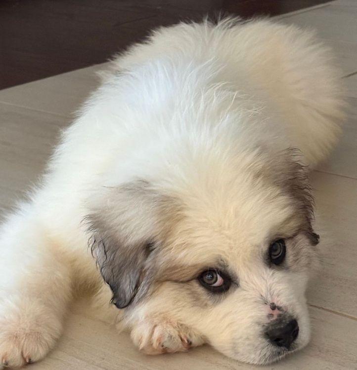 Enlarge Hawk, an adopted Great Pyrenees in Larkspur, CO image 3/3