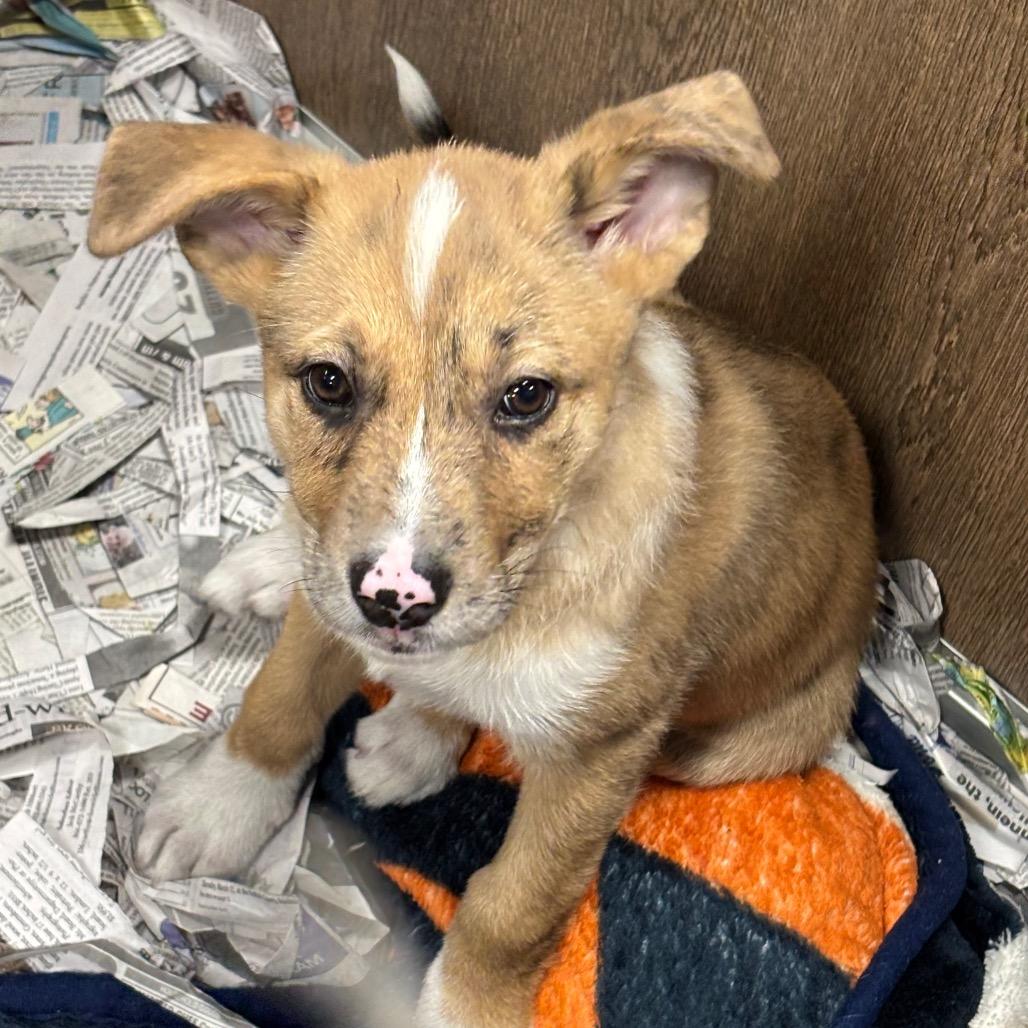 Enlarge Penelope, a Adoptable Mixed Breed in DeKalb, IL image 1/5