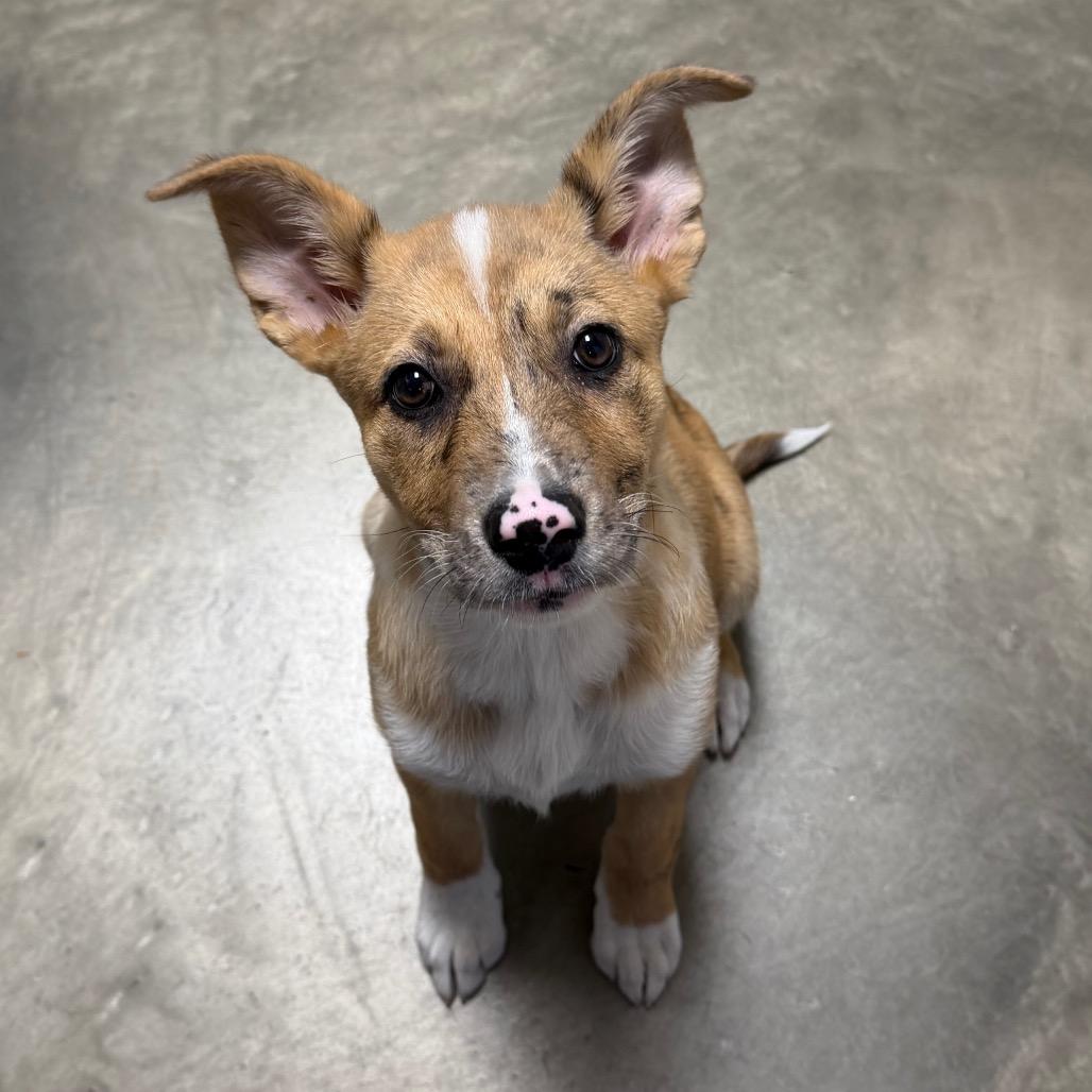 Enlarge Penelope, a Adoptable Mixed Breed in DeKalb, IL image 2/5