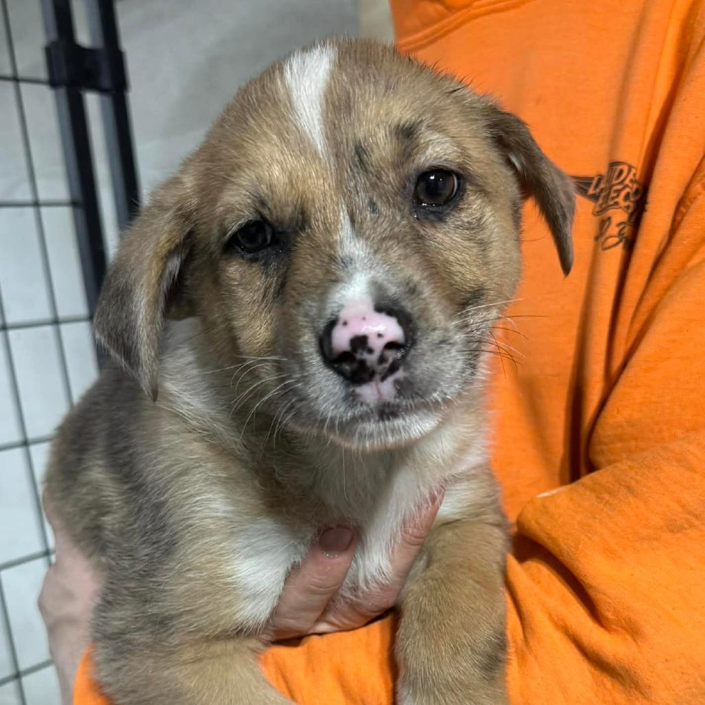 Enlarge Penelope, a Adoptable Mixed Breed in DeKalb, IL image 3/5