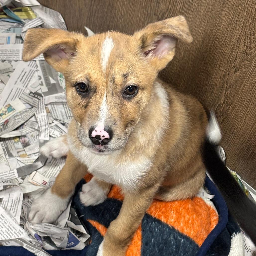 Enlarge Penelope, a Adoptable Mixed Breed in DeKalb, IL image 4/5