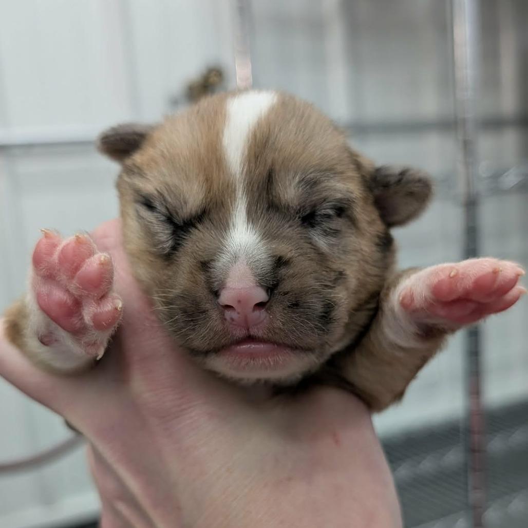 Enlarge Penelope, a Adoptable Mixed Breed in DeKalb, IL image 5/5