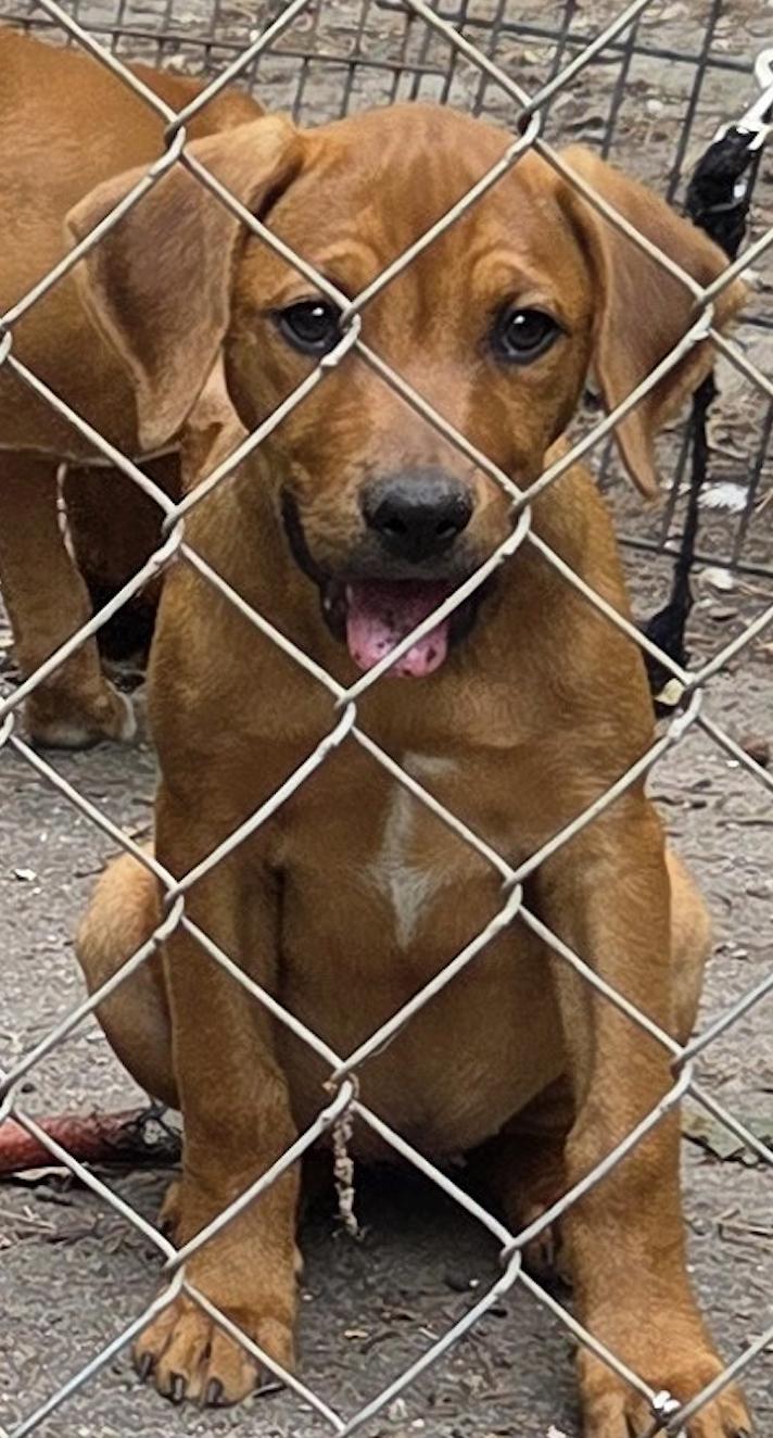 Rita, Adopted, Puppy Female Labrador Retriever & Hound.