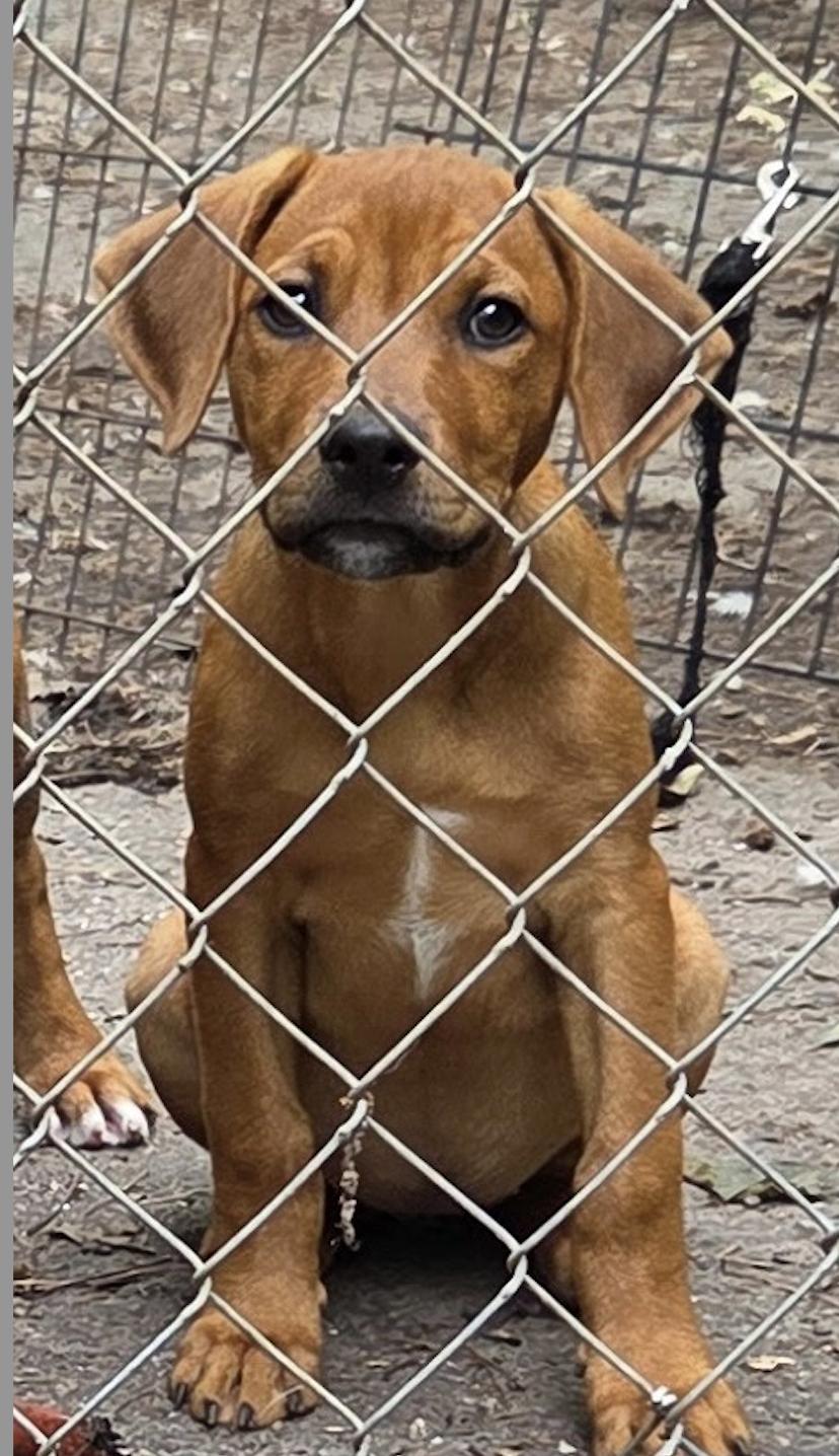 Rita, a Adopted mixed breed in Decatur, GA image 3/3