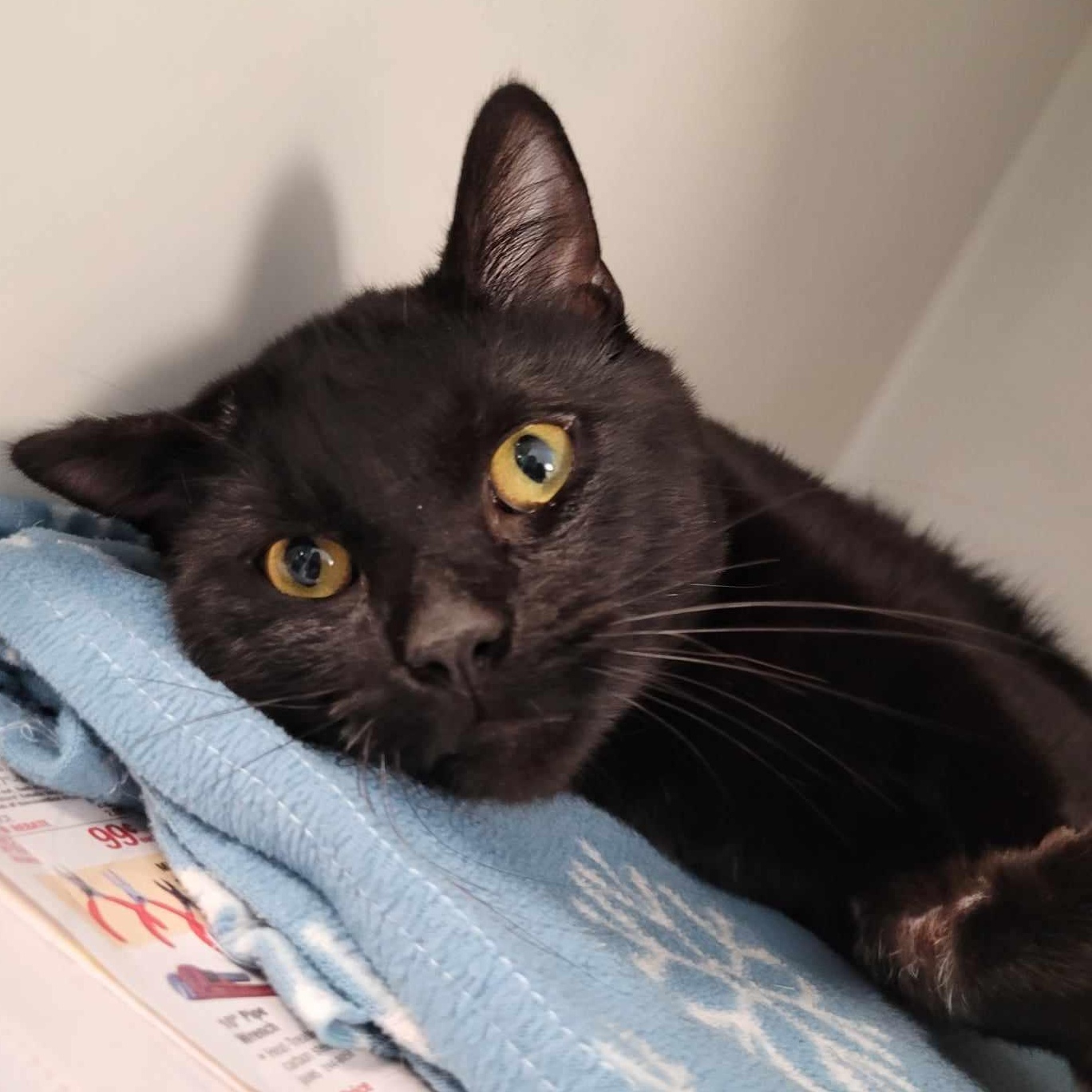 Freddy — thumbnail 2