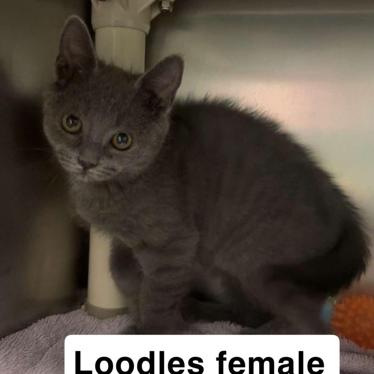 Enlarge Loodles, a Adoptable Domestic Short Hair in Amherst, VA image 1/1