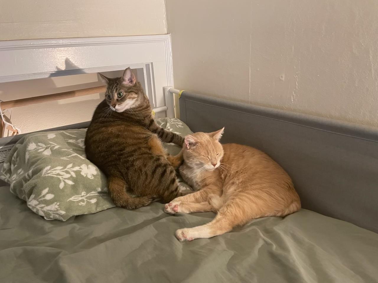 Peaches & Tigarette, Adoptable, Adult Female Tabby & Domestic Short Hair.