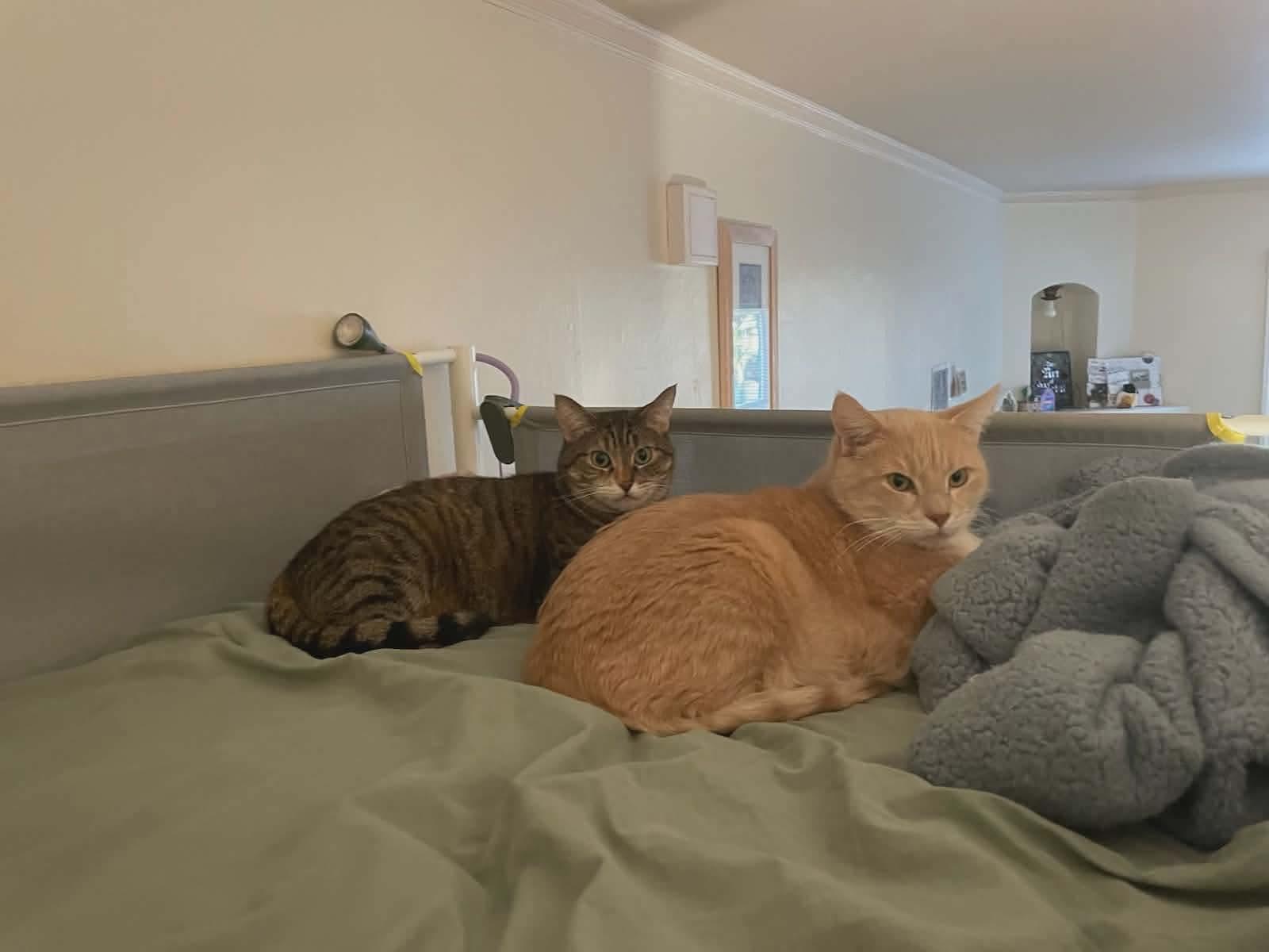 Peaches & Tigarette, a Adoptable mixed breed in Gladstone, OR image 2/6