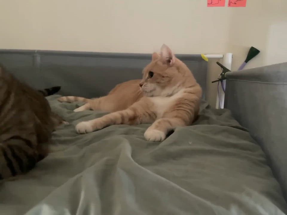 Enlarge Peaches & Tigarette, a Adoptable mixed breed in Gladstone, OR video 4/6