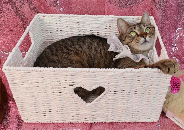 Enlarge AMARA, a Adoptable Domestic Short Hair in Upper Marlboro, MD image 1/1