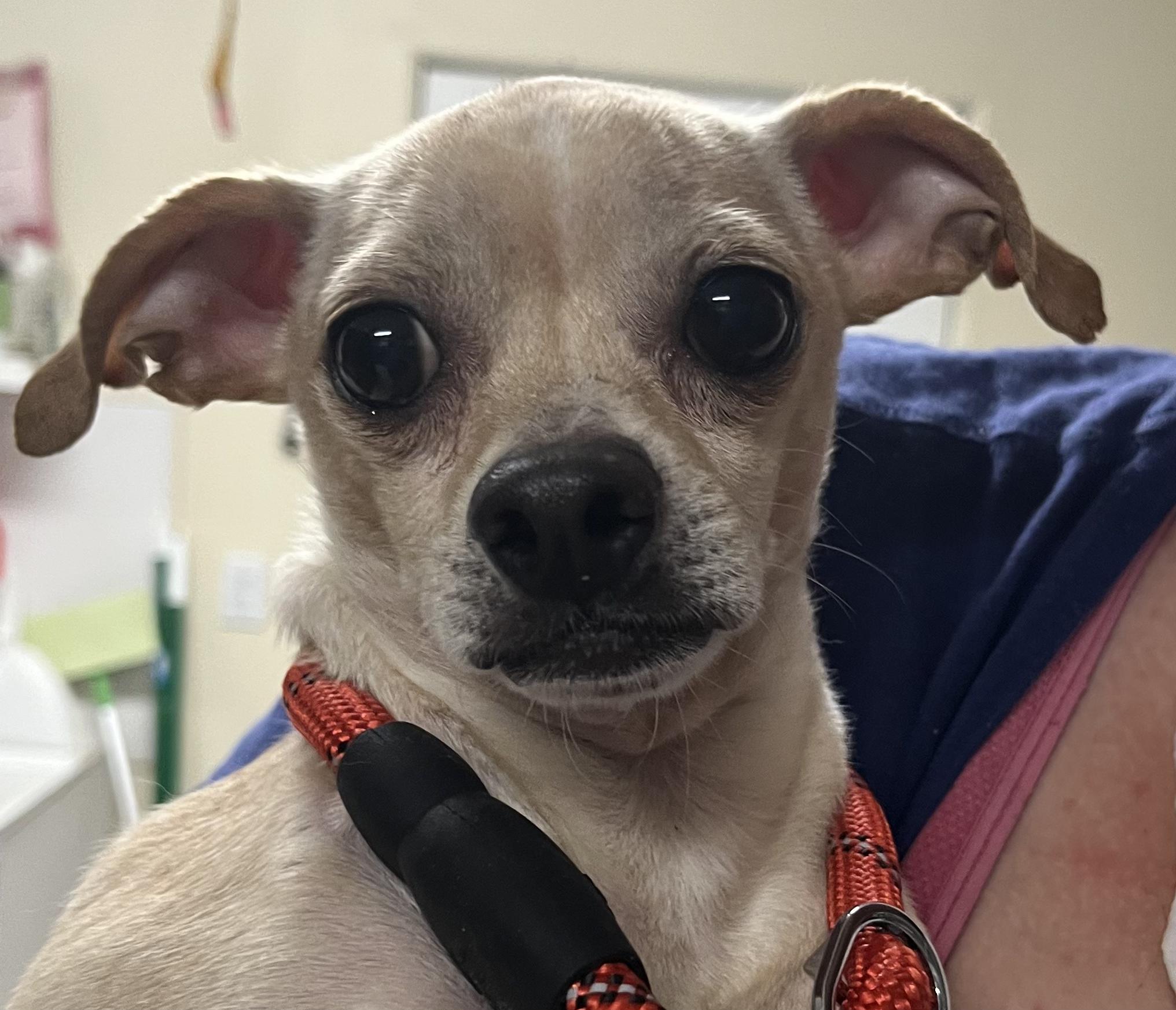 Dexter, Adopted, Adult Male Chihuahua.