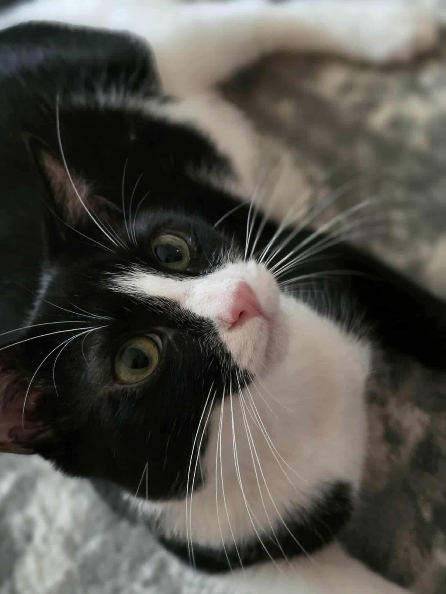 Worm. (Super Friendly and wiggly), Adoptable, Young Male Domestic Short Hair.