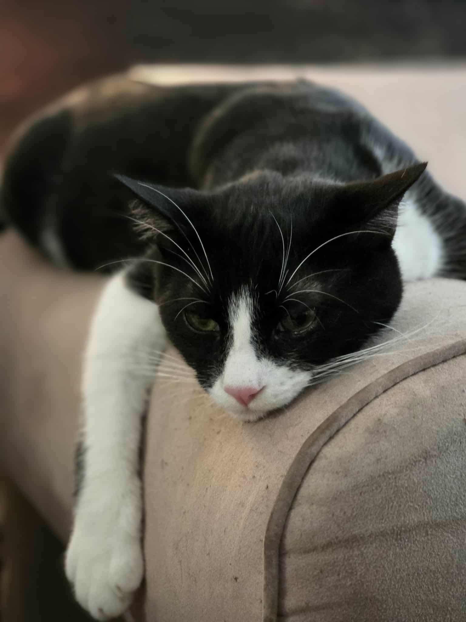 Enlarge Worm. (Super Friendly and wiggly), a Adoptable mixed breed in South Amboy, NJ image 4/5